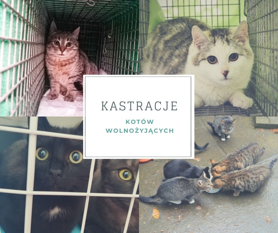  Akcja sterylizacja/kastracja koty wolnożyjące na terenie Rzeszowa 
