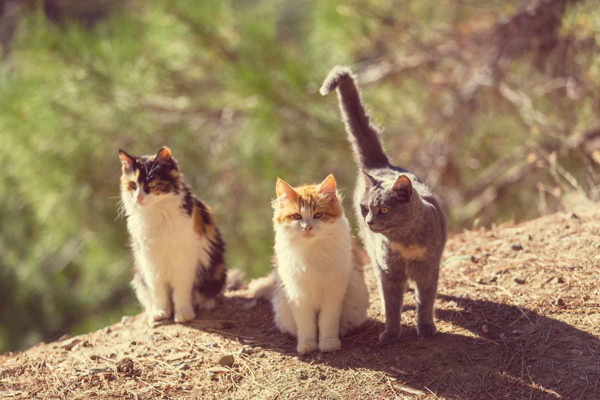  Obowiązki gmin wobec kotów wolno żyjących 