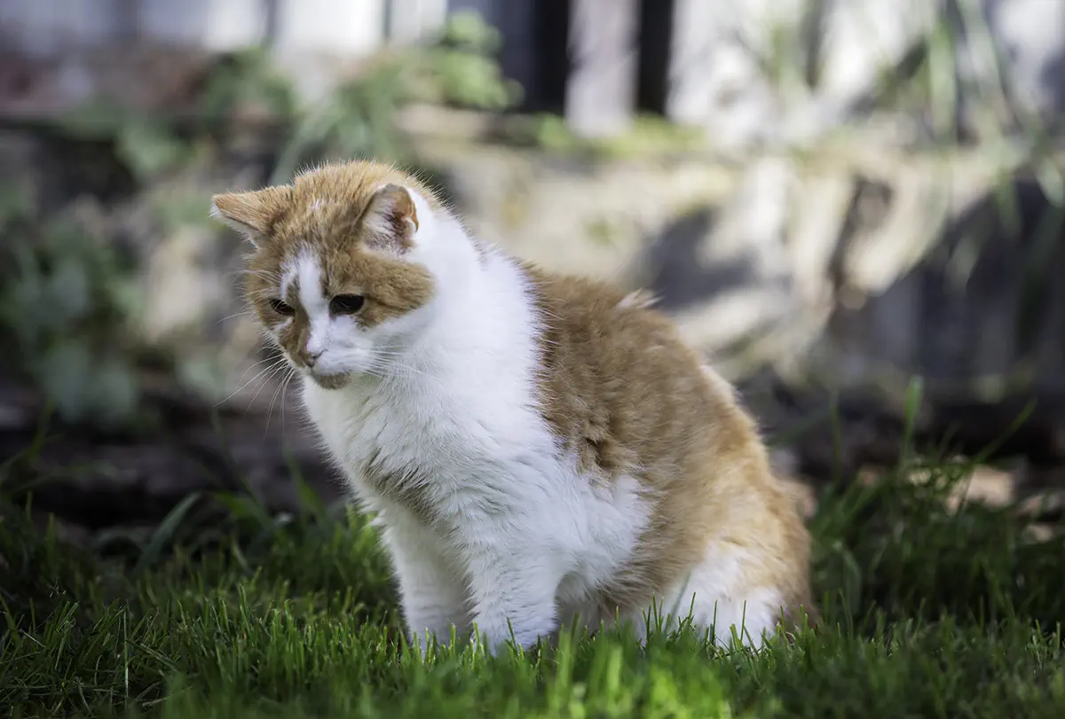  Kastracje kotów wolno żyjących 